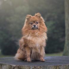 Pomeranian Topsy's Angel