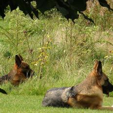 Schæferhund Sun - Himmelhund