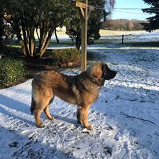 Leonberger Ozzy Osbourne