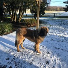 Leonberger Ozzy Osbourne