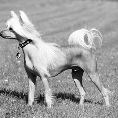 Chinese crested hårløs Silas