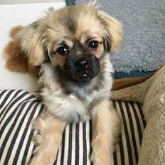 Tibetansk spaniel Dharma