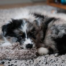 Australian shepherd Tillyhills Sten i Skon