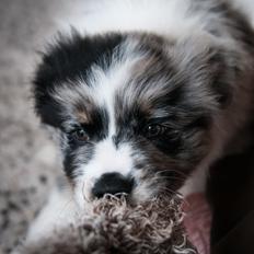 Australian shepherd Tillyhills Sten i Skon