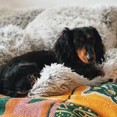 Dværggravhund Sveske