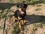 Blanding af racer Daisy