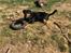 Blanding af racer Daisy