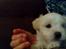 Coton de tulear Aphrodite "Dicte"