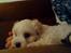 Coton de tulear Aphrodite "Dicte"