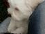 Coton de tulear Aphrodite "Dicte"