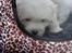 Coton de tulear Aphrodite "Dicte"