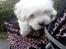Coton de tulear Aphrodite "Dicte"