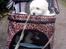 Coton de tulear Aphrodite "Dicte"