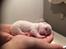 Coton de tulear Aphrodite "Dicte"