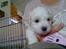 Coton de tulear Aphrodite "Dicte"