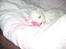 Coton de tulear Aphrodite "Dicte"