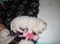 Coton de tulear Aphrodite "Dicte"