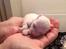 Coton de tulear Aphrodite "Dicte"