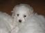 Coton de tulear Aphrodite "Dicte"