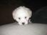 Coton de tulear Aphrodite "Dicte"