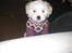 Coton de tulear Aphrodite "Dicte"