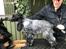 Cocker spaniel Ever