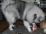Keeshond Asdis - House of Keesgaard A Silver Past 