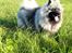 Keeshond Asdis - House of Keesgaard A Silver Past 