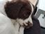 Field Trial Springer Spaniel Taco - Ser altid så bedrøvet ud.
