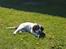 Field Trial Springer Spaniel Taco - Ude i haven for at lære at gå i snor.