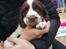 Field Trial Springer Spaniel Taco - Taco første gang vi så på ham.