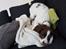 Field Trial Springer Spaniel Taco