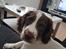 Field Trial Springer Spaniel Taco