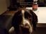 Field Trial Springer Spaniel Taco
