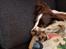 Field Trial Springer Spaniel Taco