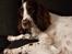 Field Trial Springer Spaniel Taco