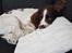 Field Trial Springer Spaniel Taco