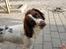 Field Trial Springer Spaniel Taco - Taco drejer næsten hovedet af led for at forstå hvad der bliver sagt.