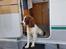 Field Trial Springer Spaniel Taco - Camping hund. Dette klarede han så fint.