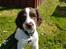 Field Trial Springer Spaniel Taco - Ude i haven for at lære at gå i snor.