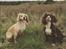 Field Trial Cockerspaniel Spilops Donphan Dagmar - ude at drive. 2018