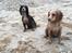 Field Trial Cockerspaniel Spilops Donphan Dagmar - klam med klam på