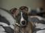 Whippet Tanalorn Phelan of the New Panther - Phelan 9 uger