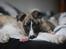 Whippet Tanalorn Phelan of the New Panther - 9 uger