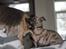 Whippet Tanalorn Phelan of the New Panther - En rigtig bandit, 9 uger