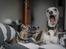 Whippet Tanalorn Phelan of the New Panther - "Se hvordan han bider mig??"