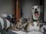 Whippet Tanalorn Phelan of the New Panther - "Så gør dog noget!!!" 