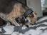 Whippet Tanalorn Phelan of the New Panther - 9 uger