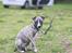 Whippet Tanalorn Phelan of the New Panther - Lige da vi havde hentet lille Phelan 8 uger
