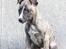Whippet Tanalorn Phelan of the New Panther - Phelan 8 uger